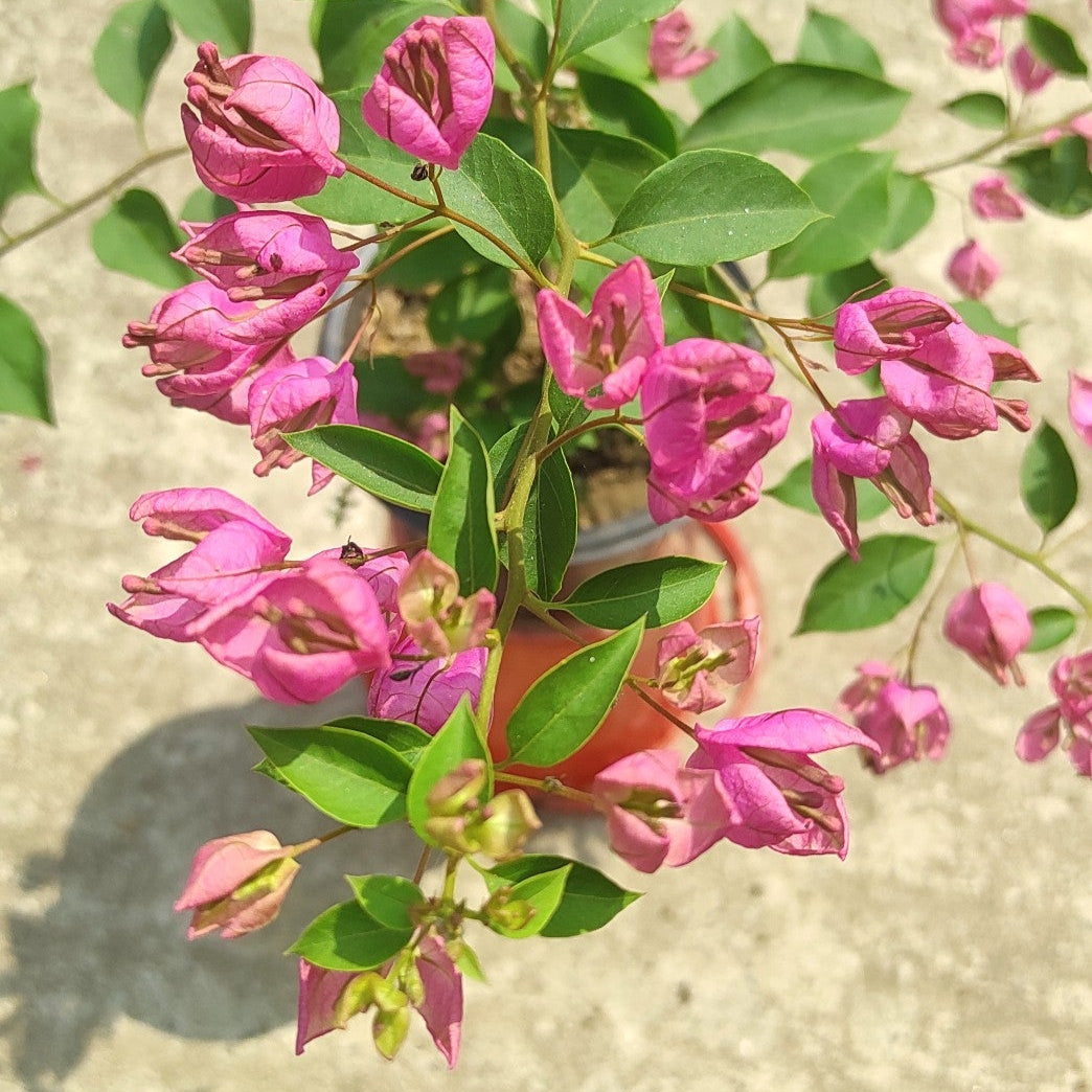 Tanglong Pink Bougainvillea
