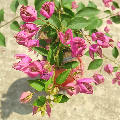 Tanglong Pink Bougainvillea