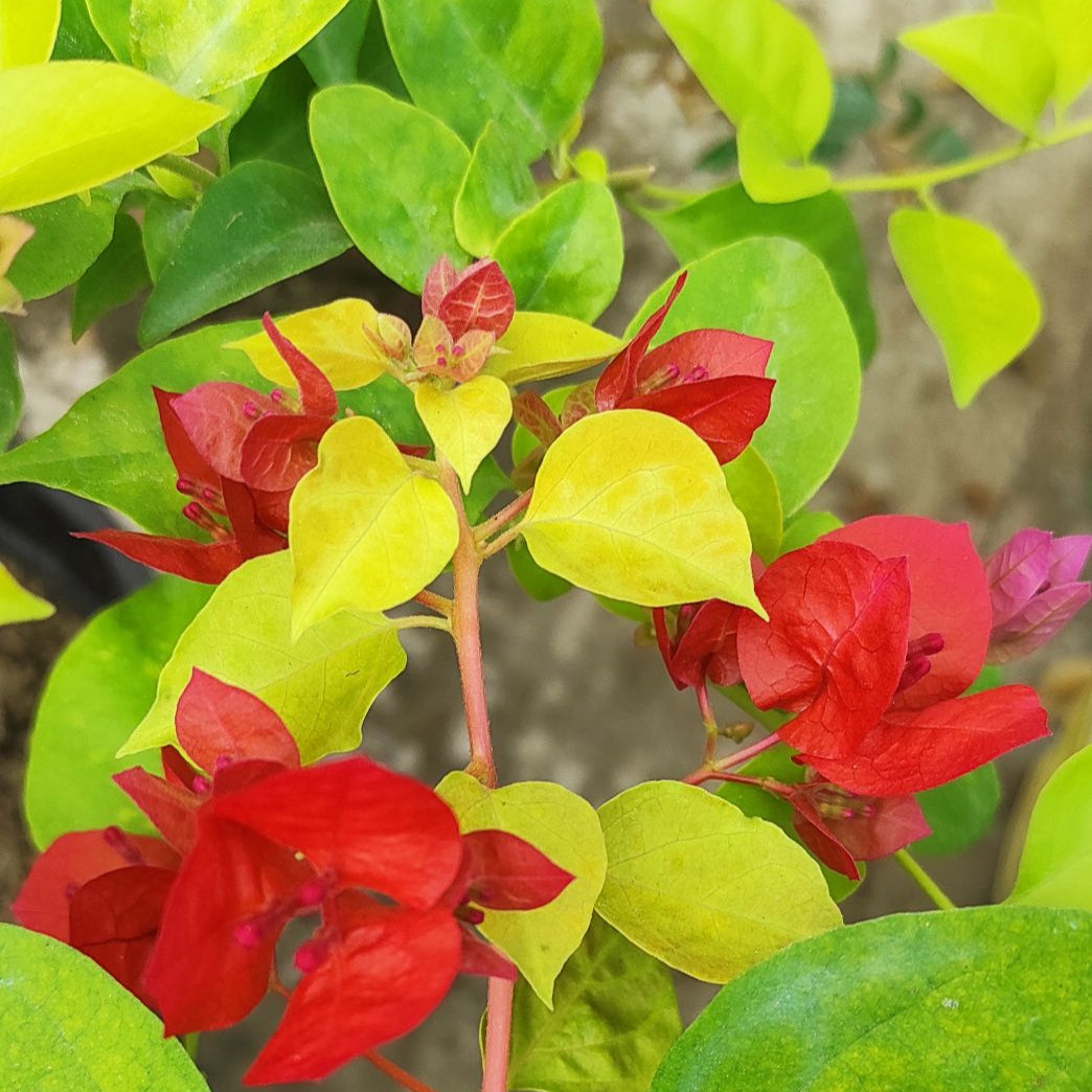 Moonlight Chitra Bougainvillea