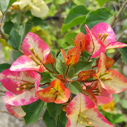 3 Star Bougainvillea