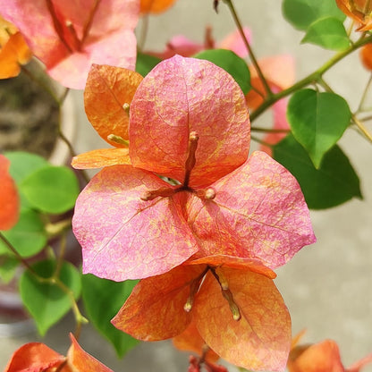 Vietnam Mix Bougainvillea