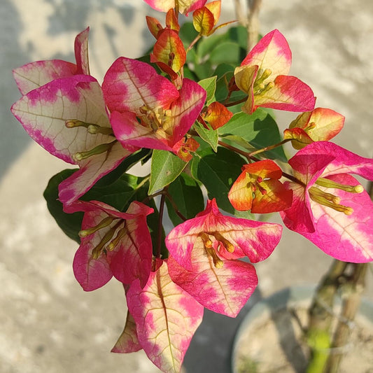 3 Star Bougainvillea