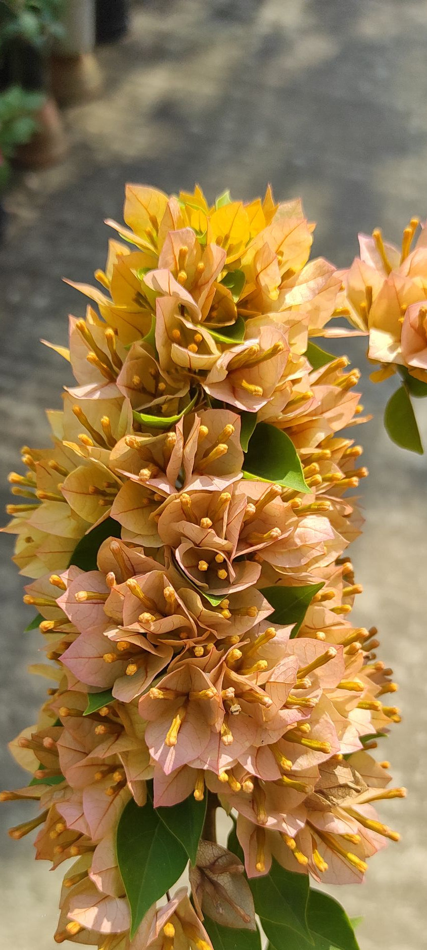 21 Jewel Peach Bougainvillea