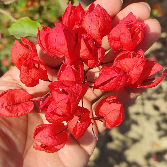 Red Tanglong Bougainvillea