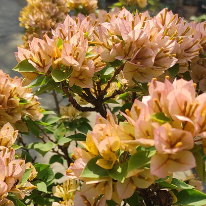21 Jewel Peach Bougainvillea