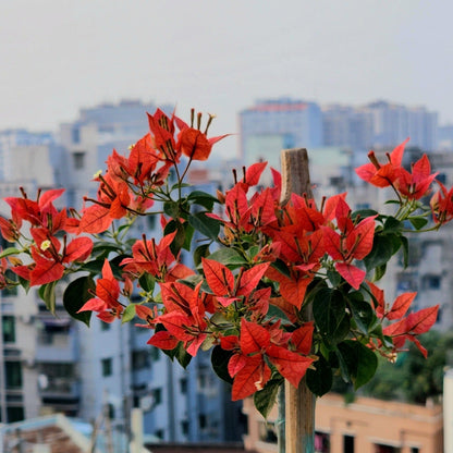 Brizza Red Bougainvillea