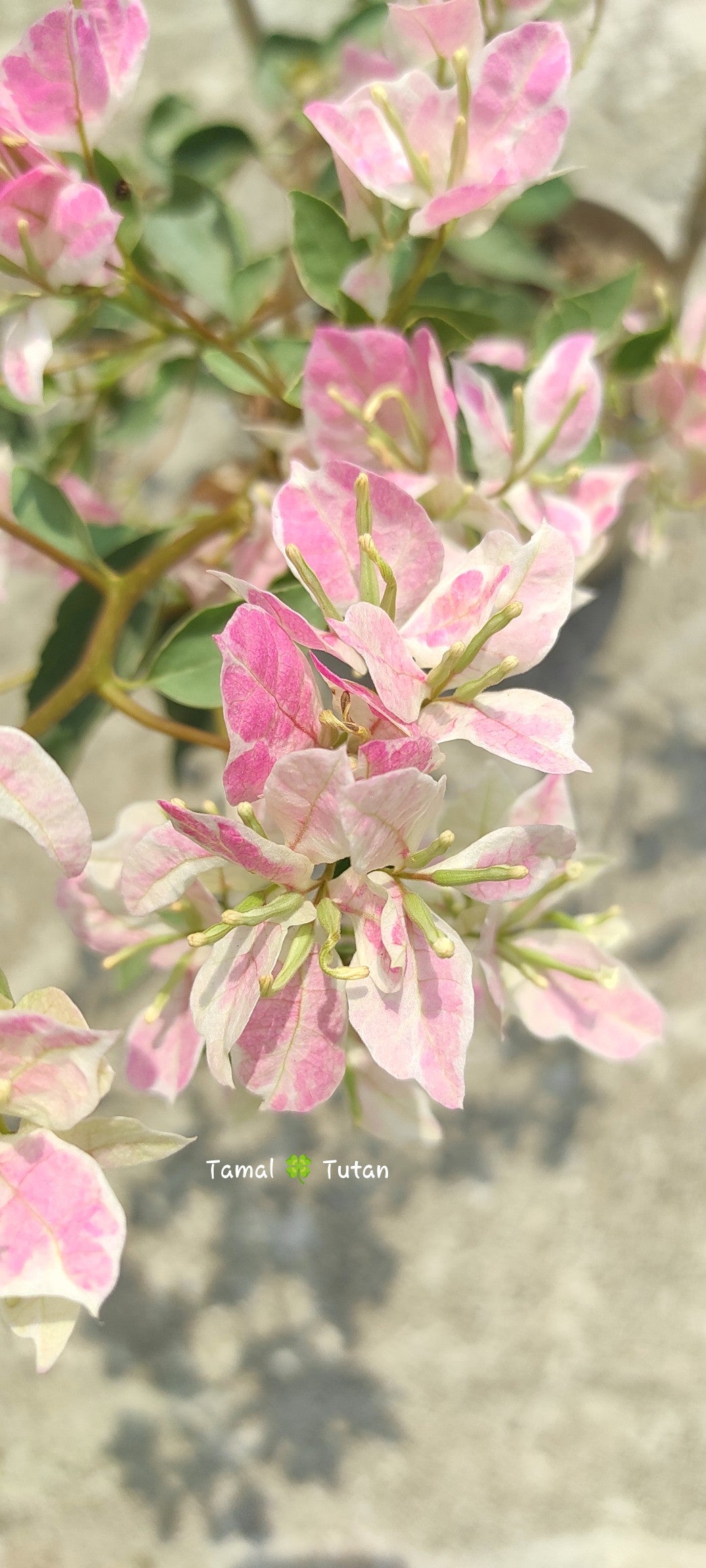 Thai Delight Silver Leaf Bougainvillea