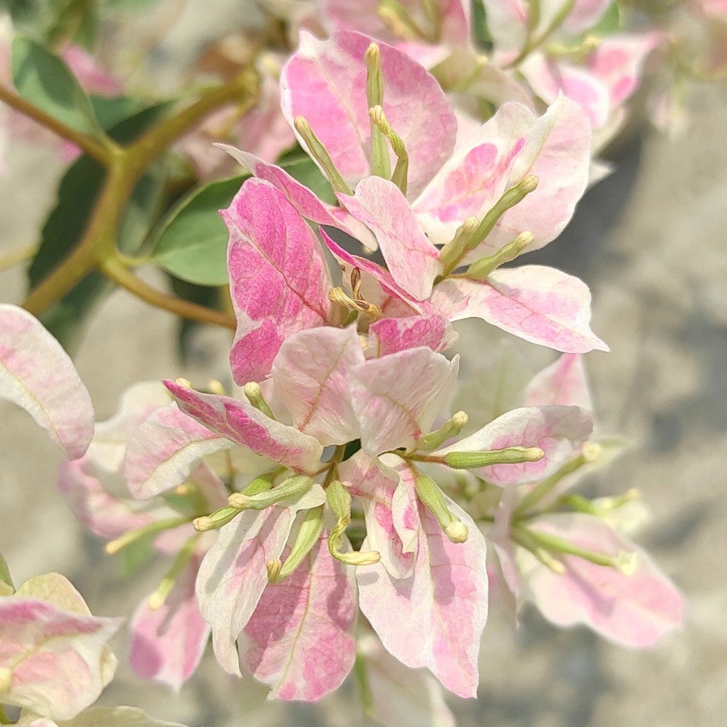 Thai Delight Silver Leaf Bougainvillea