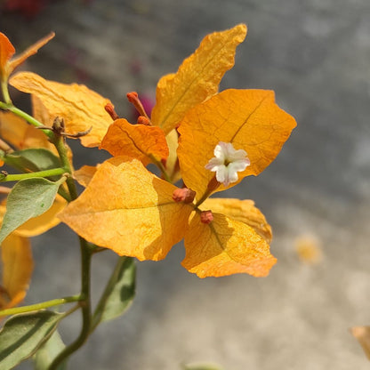 Buterfly Yellow Bougainvillea