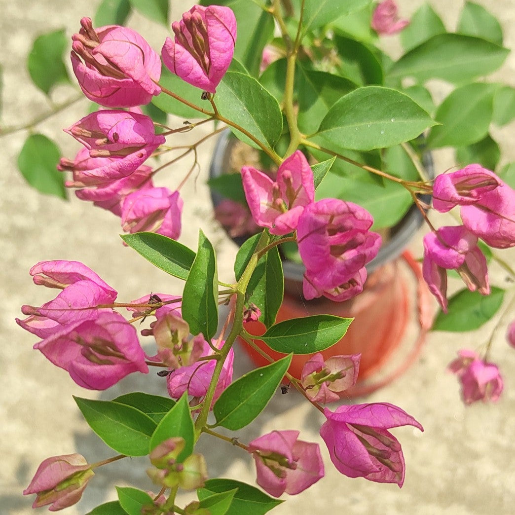 Tanglong Pink Bougainvillea