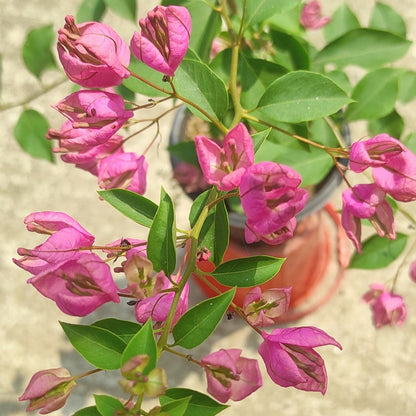 Tanglong Pink Bougainvillea