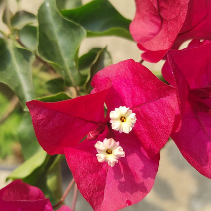Dark One Bougainvillea