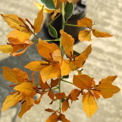Buterfly Yellow Bougainvillea