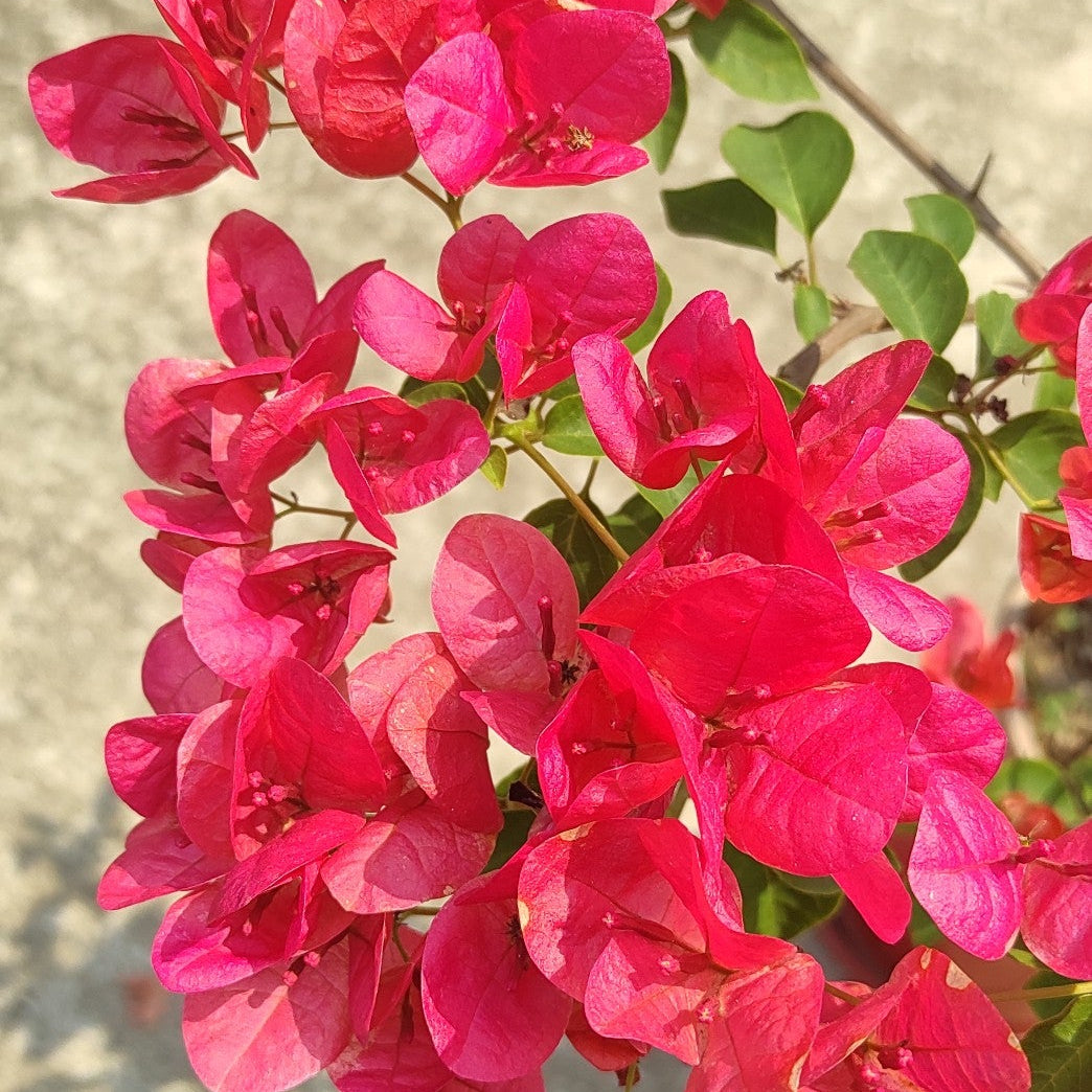 Watermelon Kiss Bougainvillea