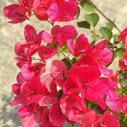 Watermelon Kiss Bougainvillea