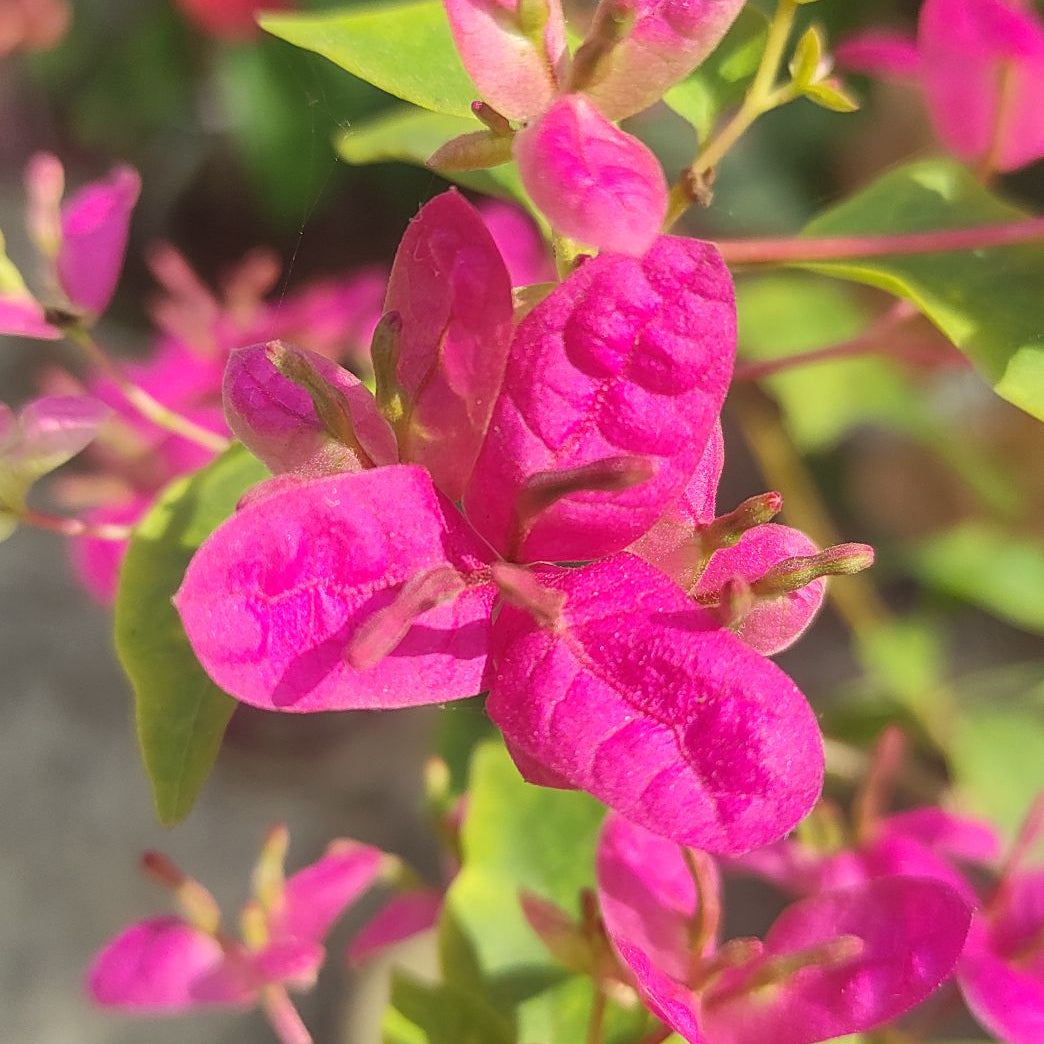 Fatima Pink Bougainvillea