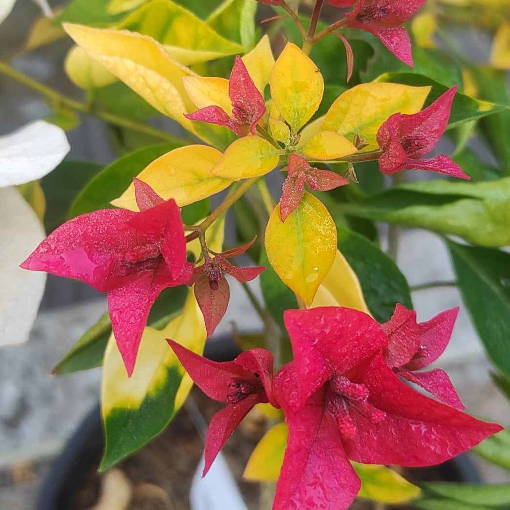 Golden Pedro Bambino bougainvillea (top rare)