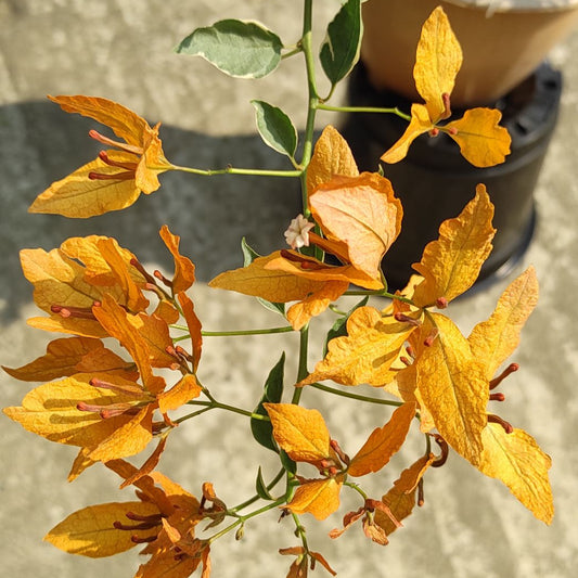 Buterfly Yellow Bougainvillea