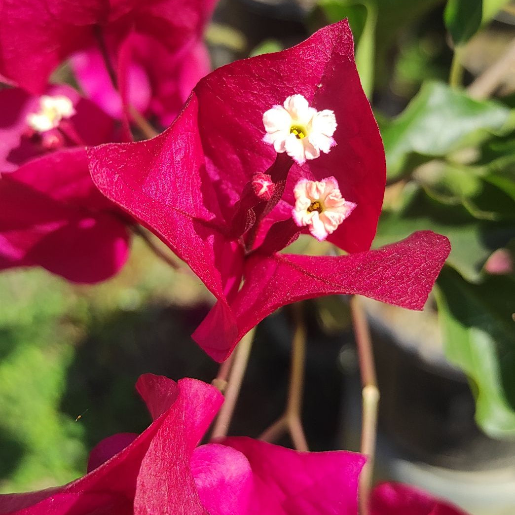 Dark One Bougainvillea