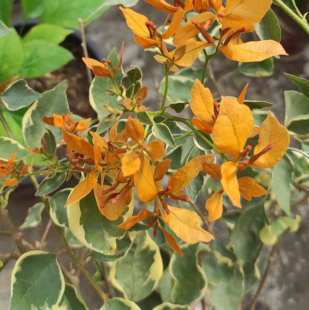 Buterfly Yellow Bougainvillea