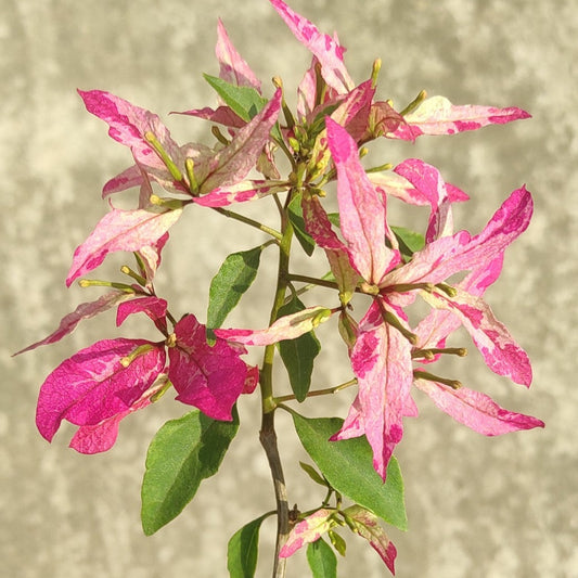 Sexy Ice Bougainvillea