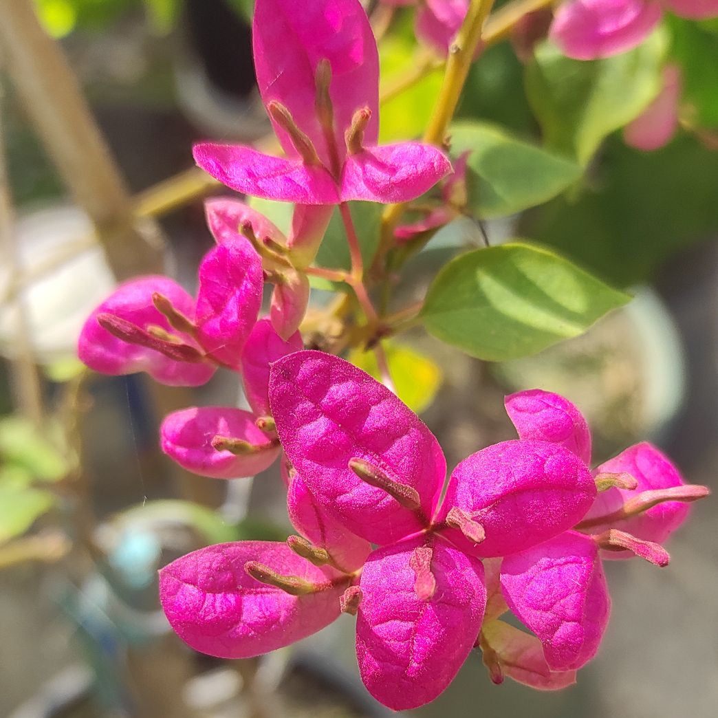 Fatima Pink Bougainvillea