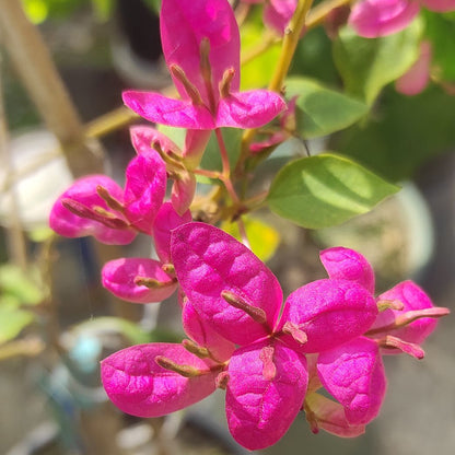Fatima Pink Bougainvillea
