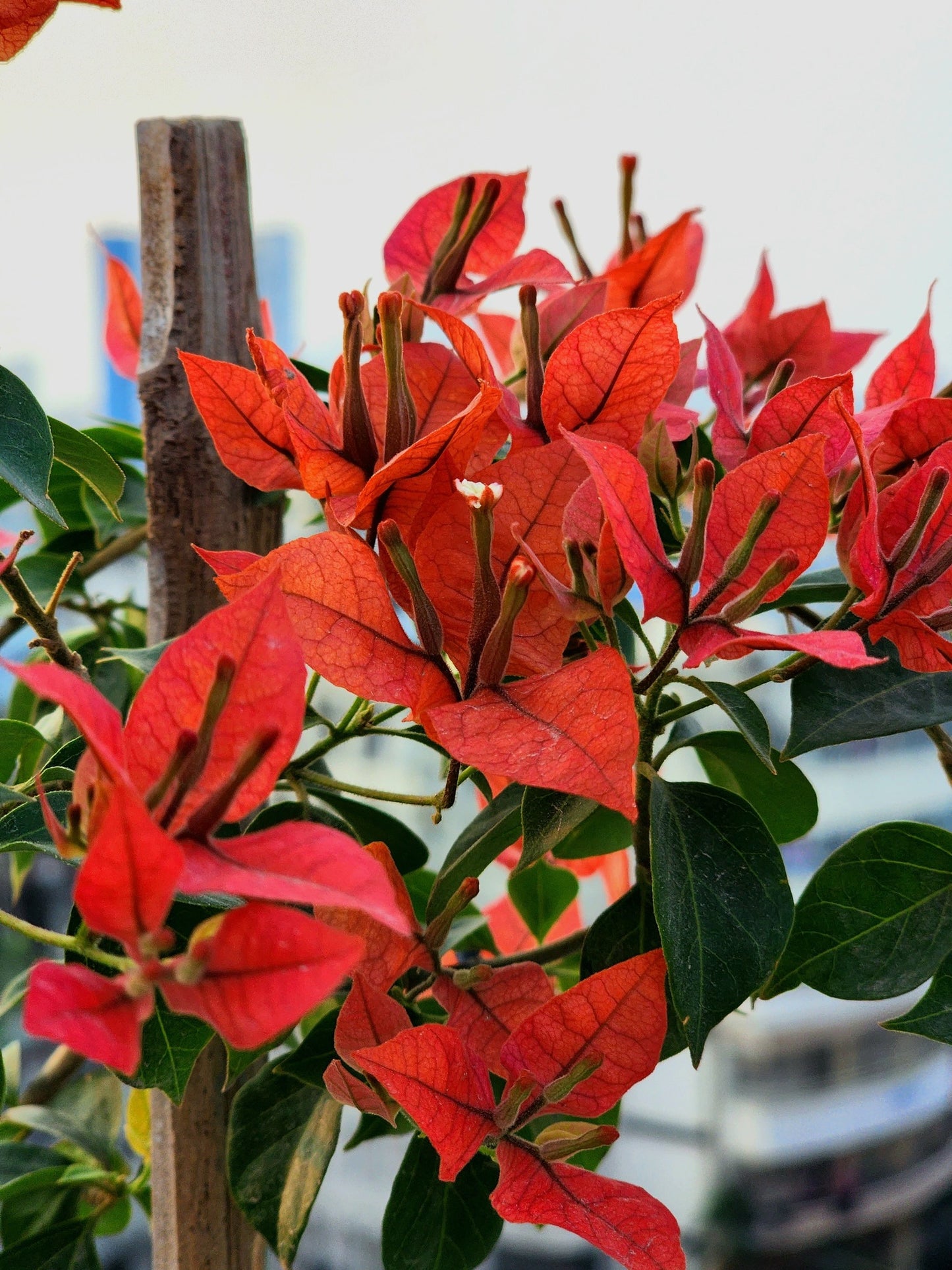 Brizza Red Bougainvillea