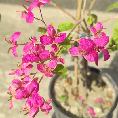 Fatima Pink Bougainvillea