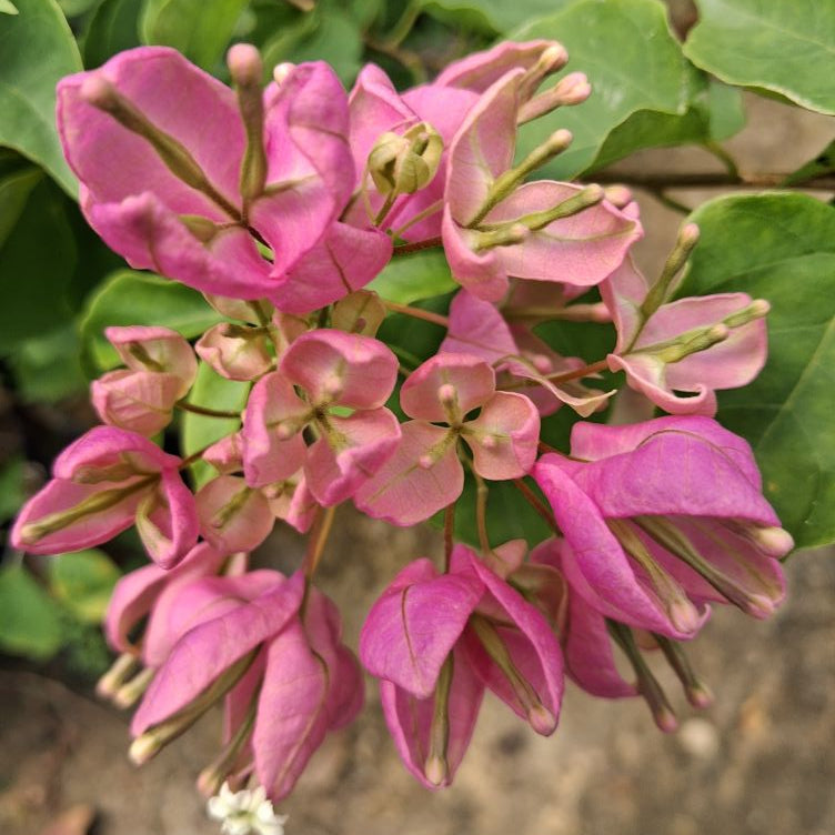 Tanglong Pink Bougainvillea