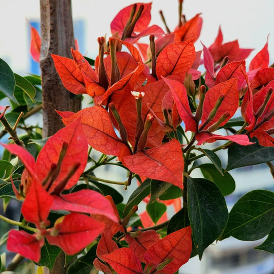 Brizza Red Bougainvillea