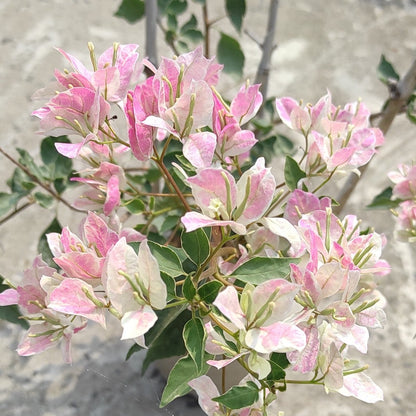 Thai Delight Silver Leaf Bougainvillea
