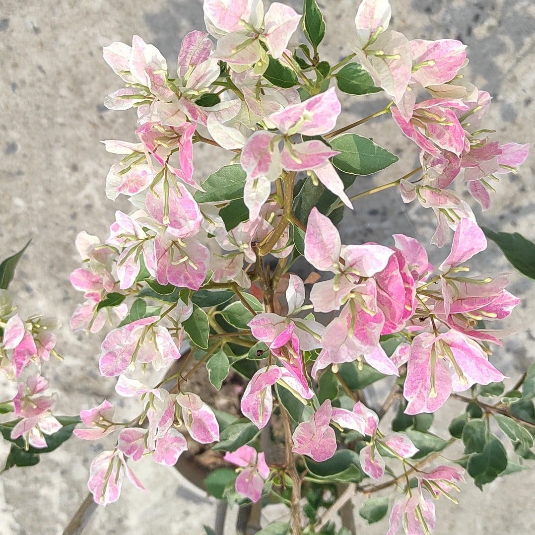 Thai Delight Silver Leaf Bougainvillea