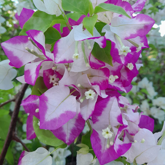Lipstick Bougainvillea