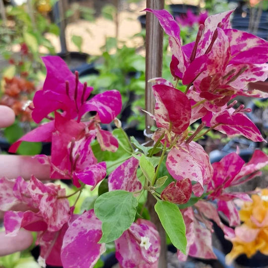 Kristina Bougainvillea