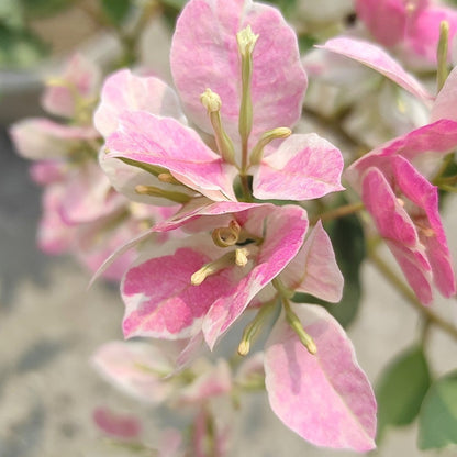 Thai Delight Silver Leaf Bougainvillea