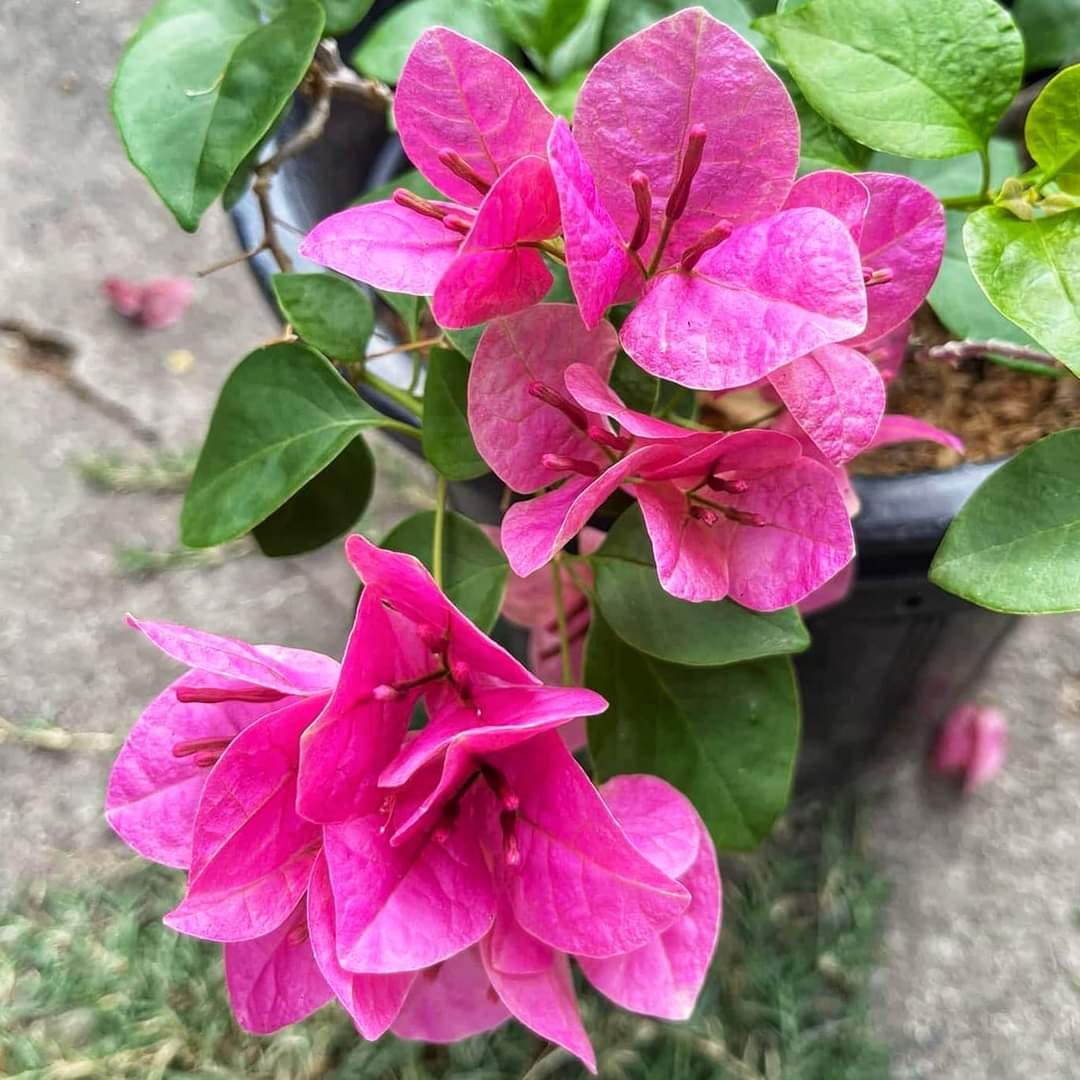 Watermelon Kiss Bougainvillea