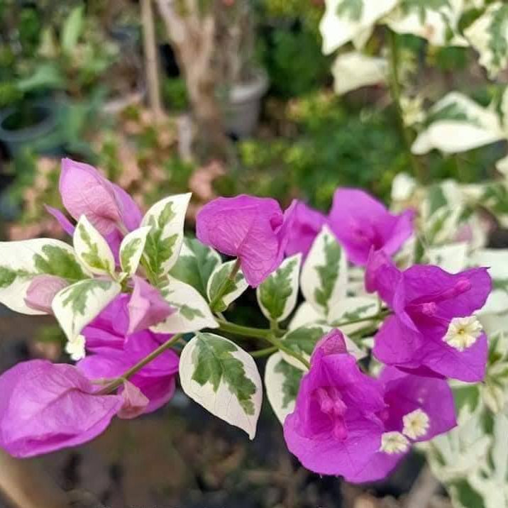 SSB Purple Bougainvillea