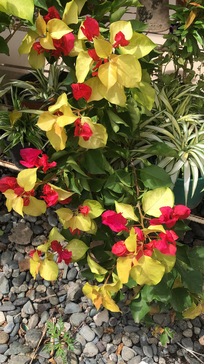 Albino Red Bougainvillea