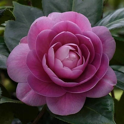 CAMELLIA FLOWERS PLANTS (Purple)