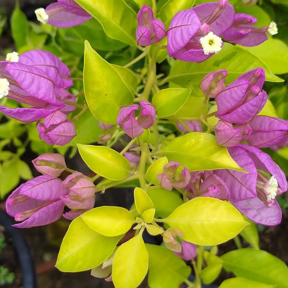 Moonlight Tanglong Bougainvillea