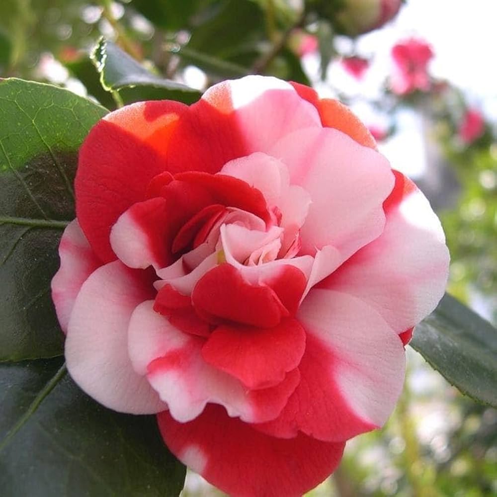 Camellia (pink and white mix) Flowers plants