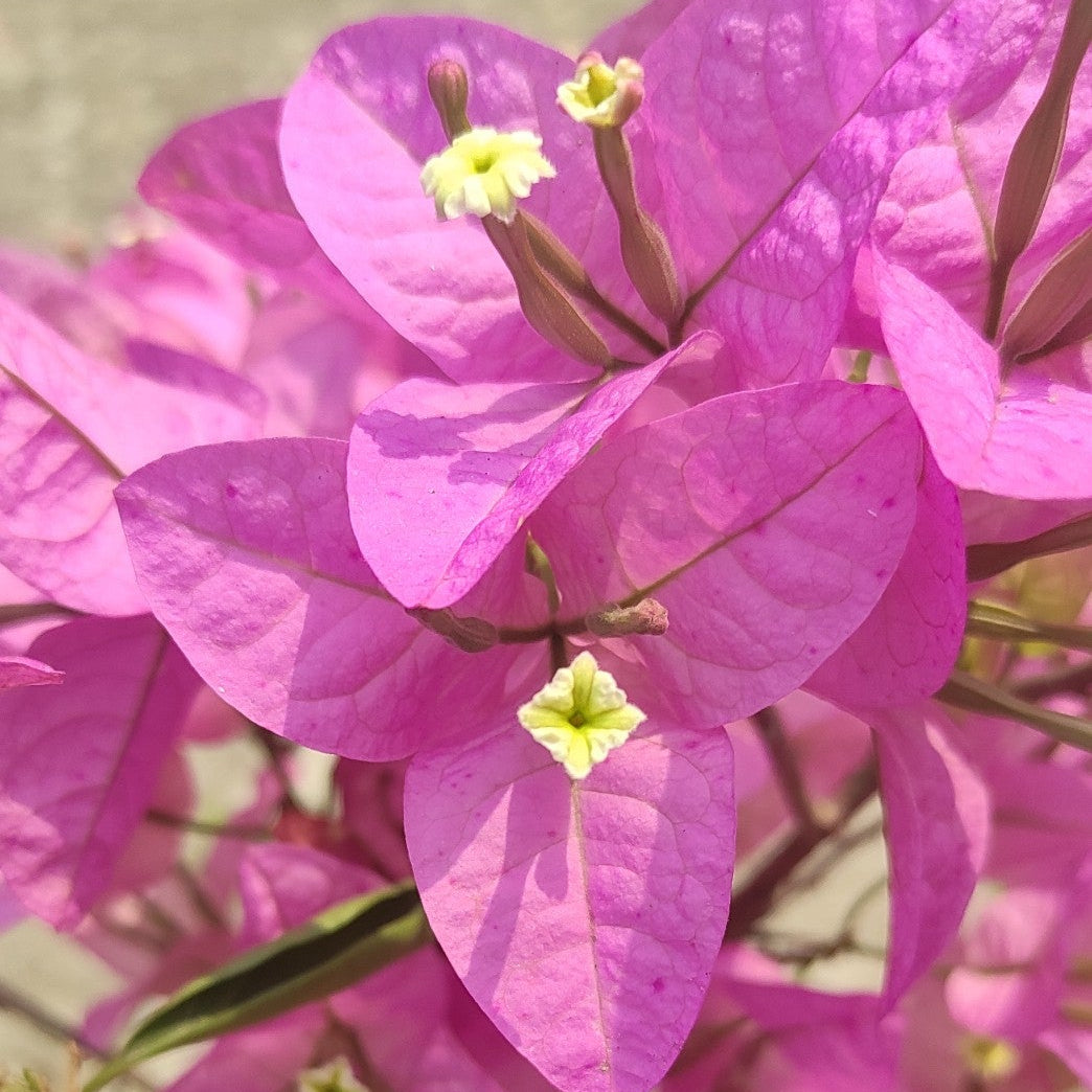 Silhouette Bougainvillea