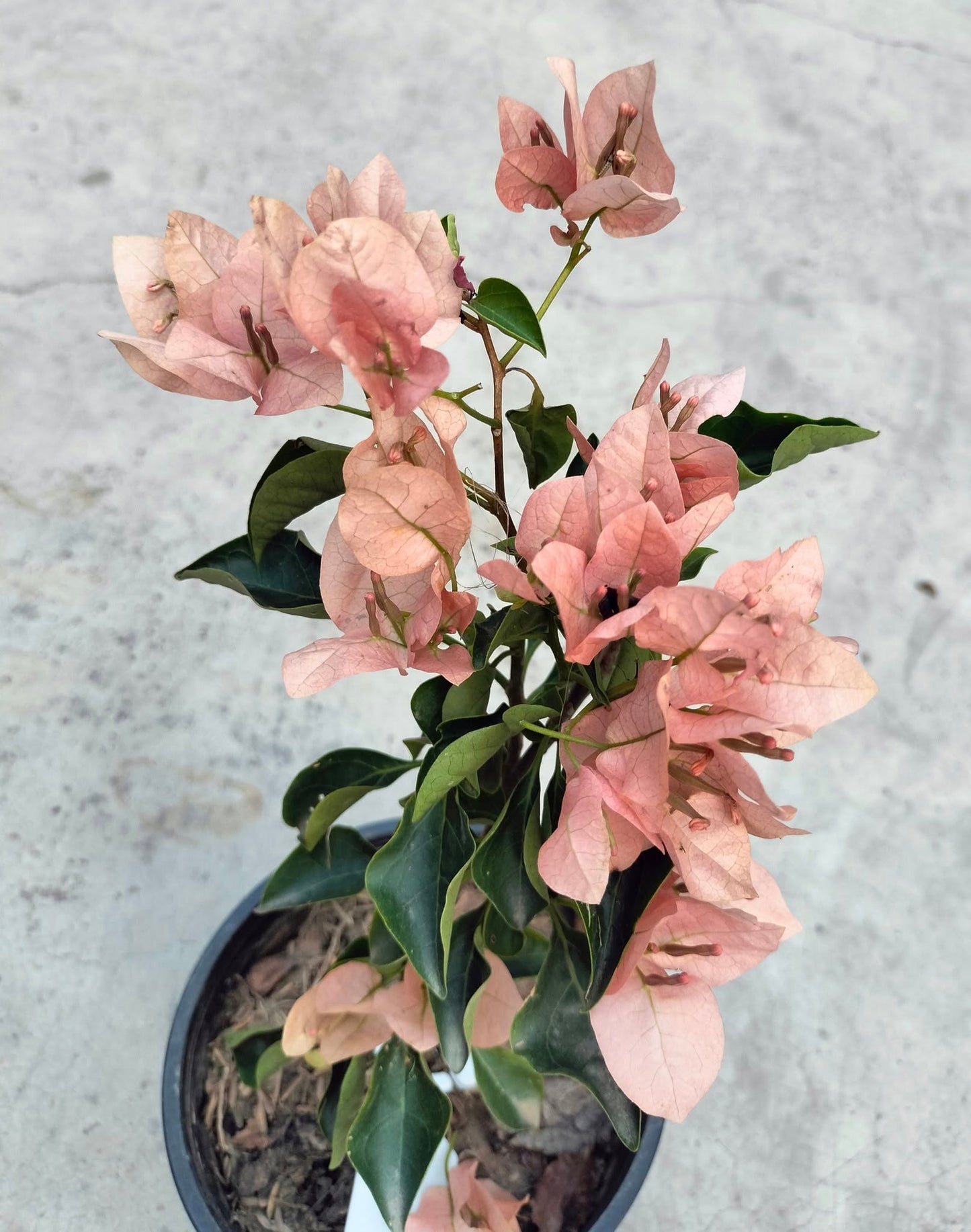 Monalisa Peach Bougainvillea