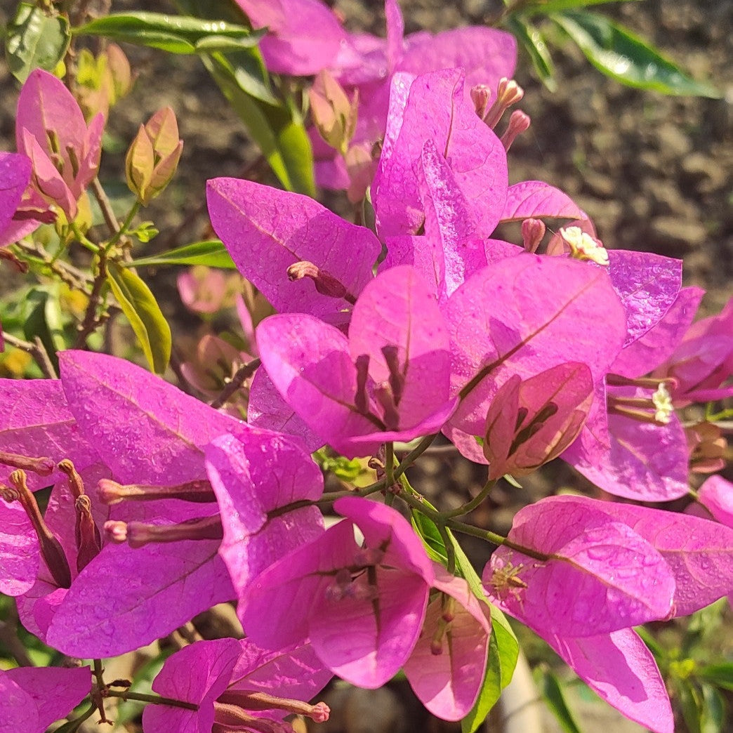Silhouette Bougainvillea