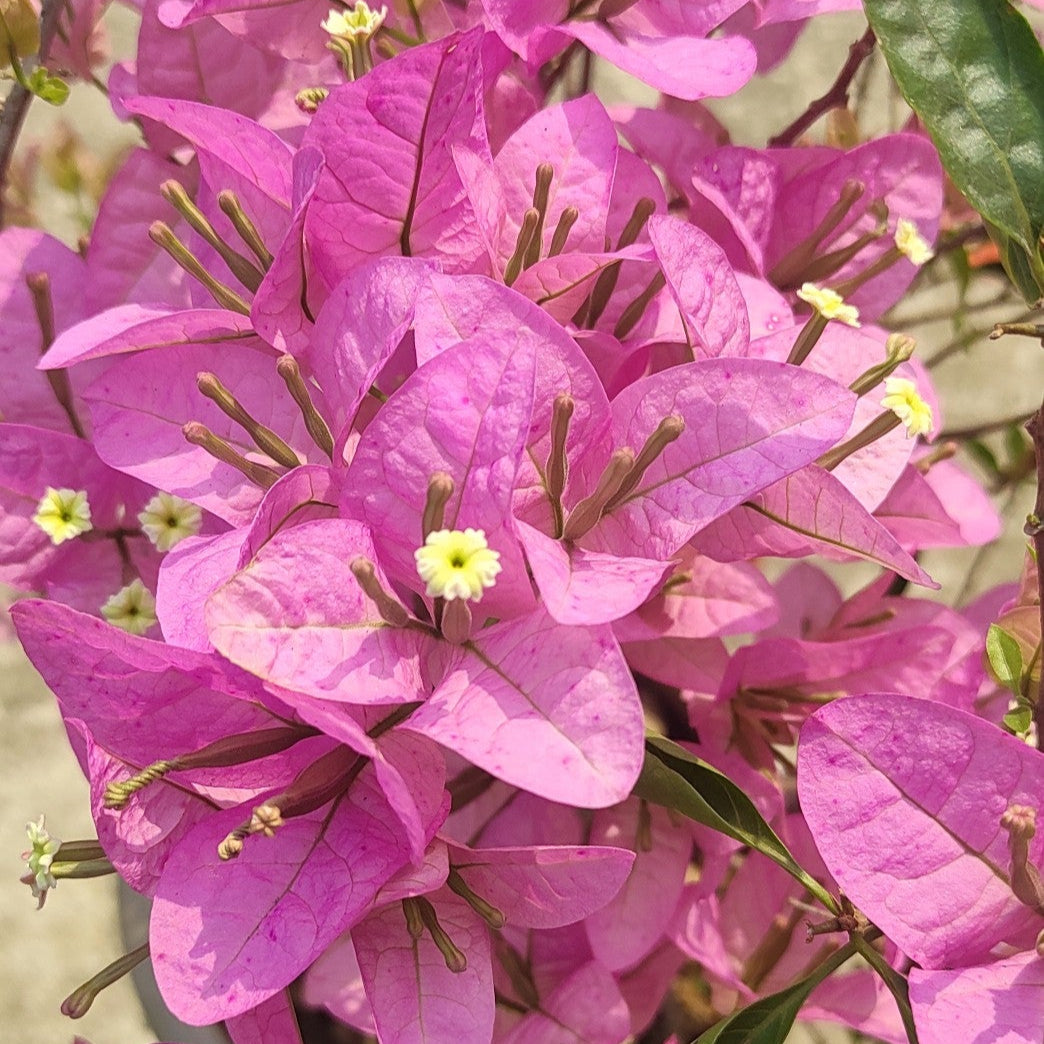 Silhouette Bougainvillea