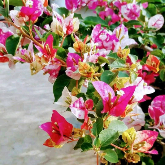 Golden Rao Bougainvillea