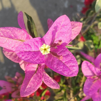 Silhouette Bougainvillea