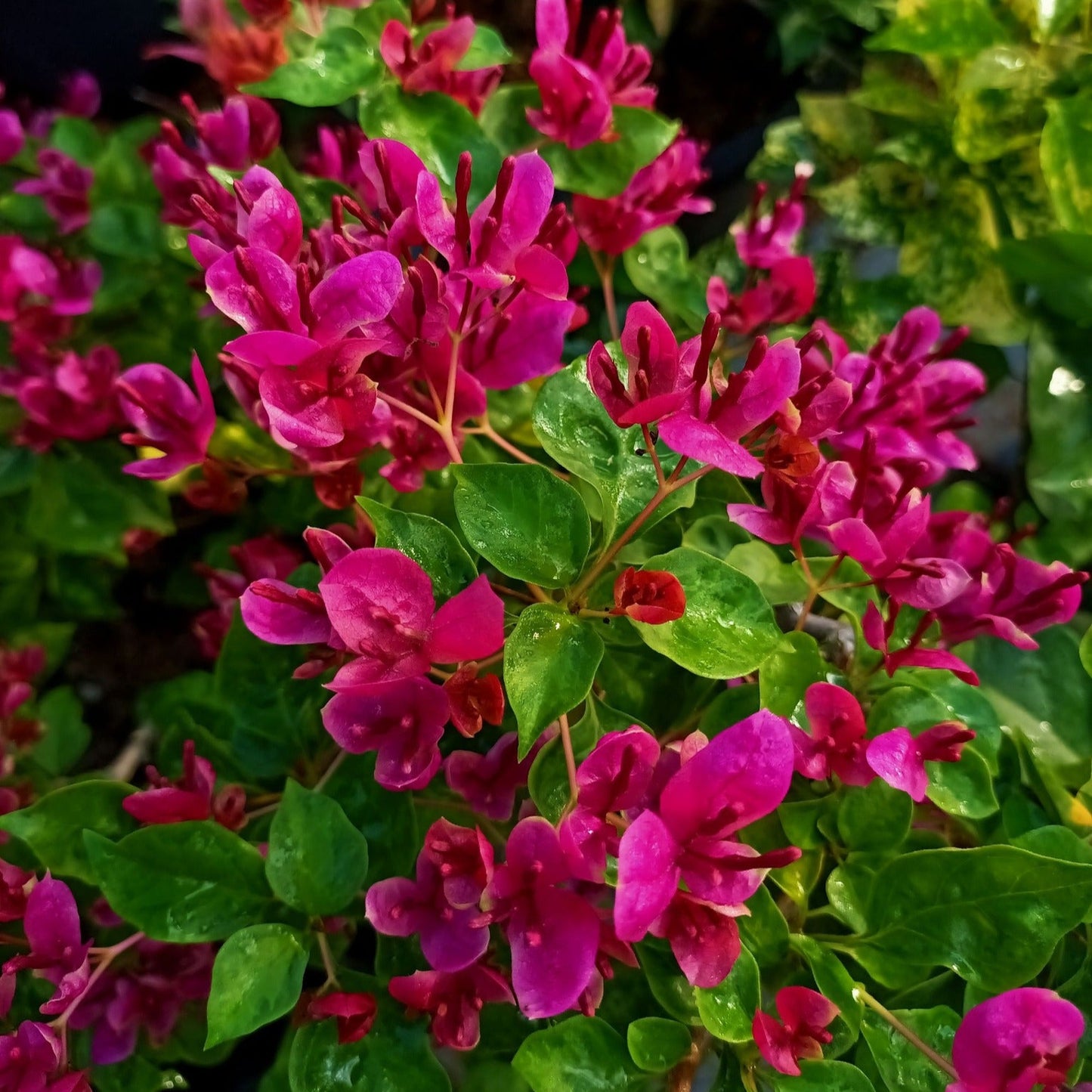Fatima Pink Bougainvillea