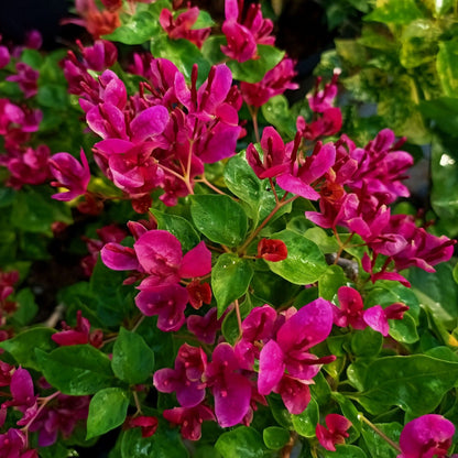Fatima Pink Bougainvillea